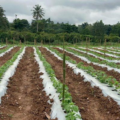 Jeg Edment Farms at 1.59.41 AM