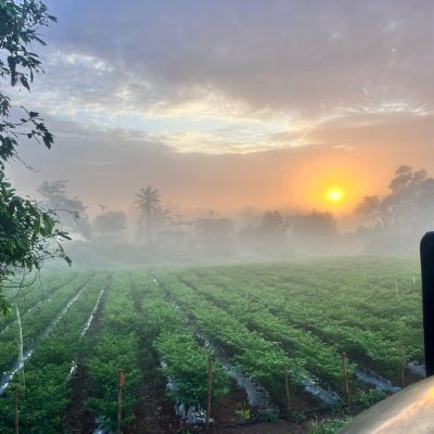 Jeg Edment Farms at 2.45.16 AM (3)