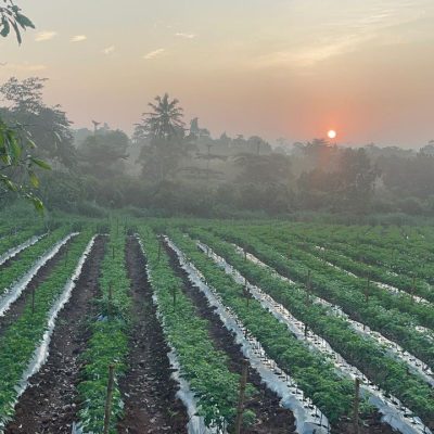 Jeg Edment Farms at 2.45.16 AM (4)
