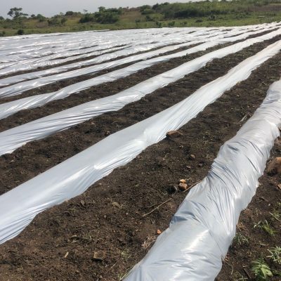 Jeg Edment Farms at 2.45.17 AM (10)