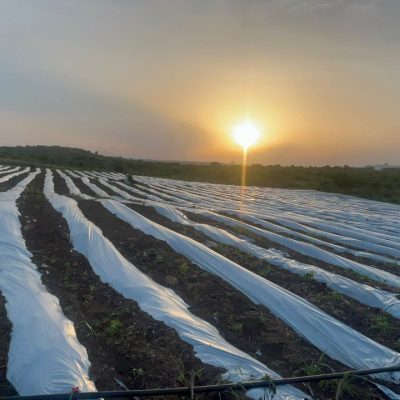 Jeg Edment Farms at 2.45.17 AM (11)