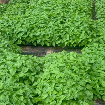 Jeg Edment Farms at 2.45.17 AM (2)