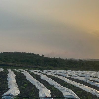 Jeg Edment Farms at 2.45.17 AM (8)