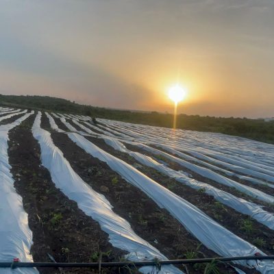 Jeg Edment Farms at 2.45.17 AM (9)