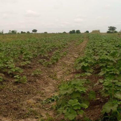 Farm Land