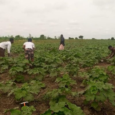 Youths Working On Farm