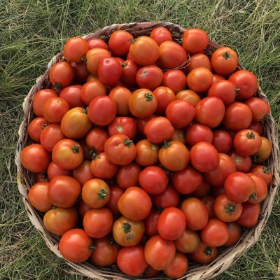 Tomato Fresh From Farm - JEG Edment Farms